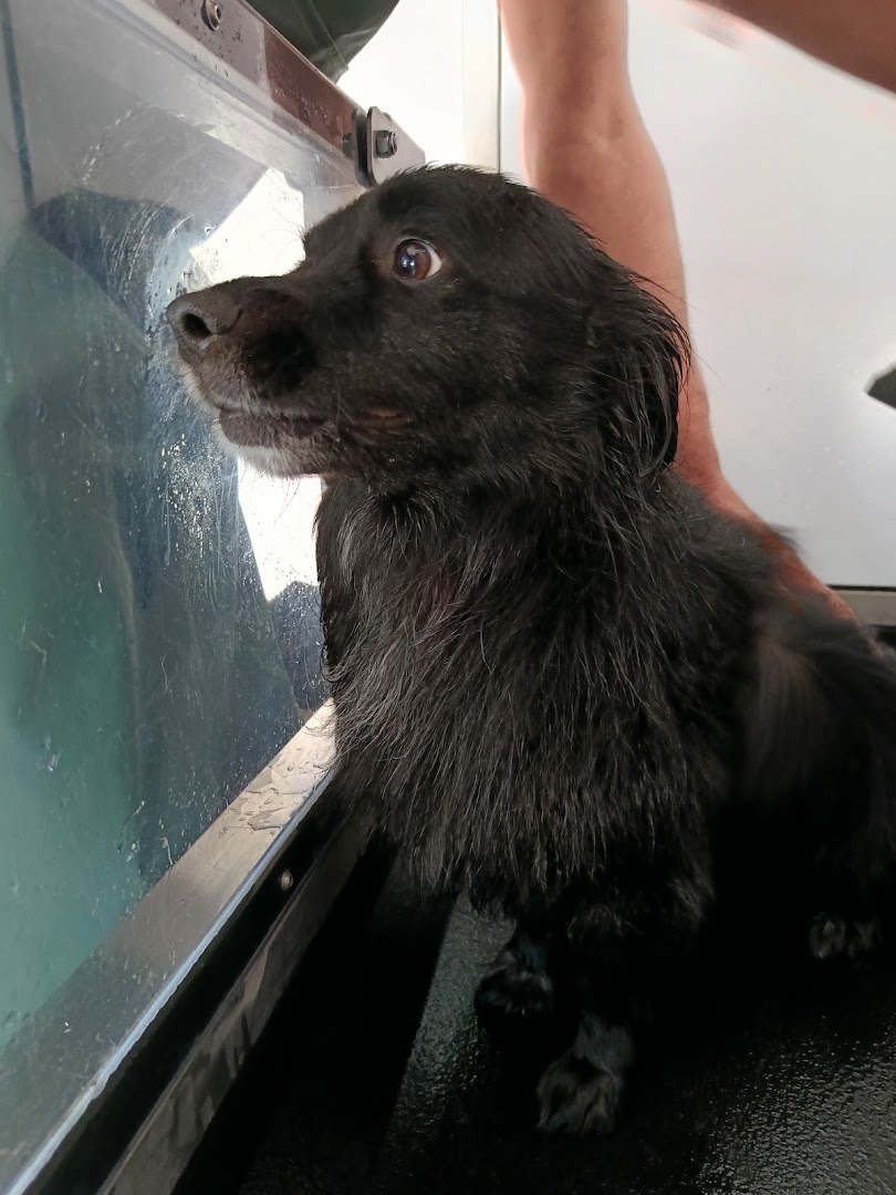 Samoobsługowa Myjnia Dla Psa - Lucky Dog · Zdjęcia 8