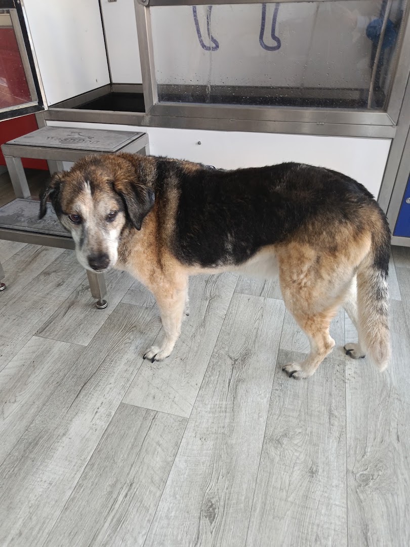 Samoobsługowa Myjnia Dla Psa - Lucky Dog · Zdjęcia 3